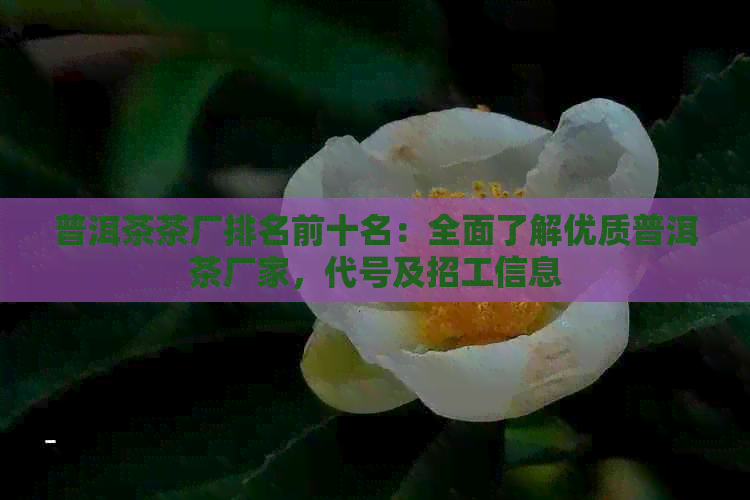 普洱茶茶厂排名前十名：全面了解优质普洱茶厂家，代号及招工信息