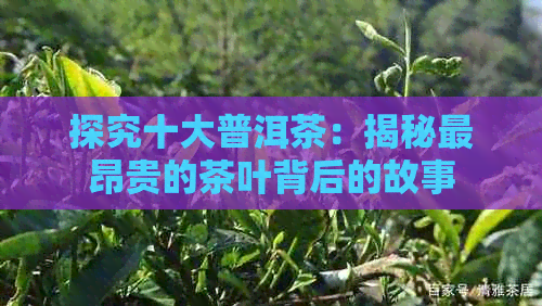 探究十大普洱茶：揭秘最昂贵的茶叶背后的故事