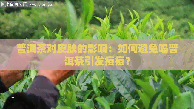 普洱茶对皮肤的影响：如何避免喝普洱茶引发痘痘？