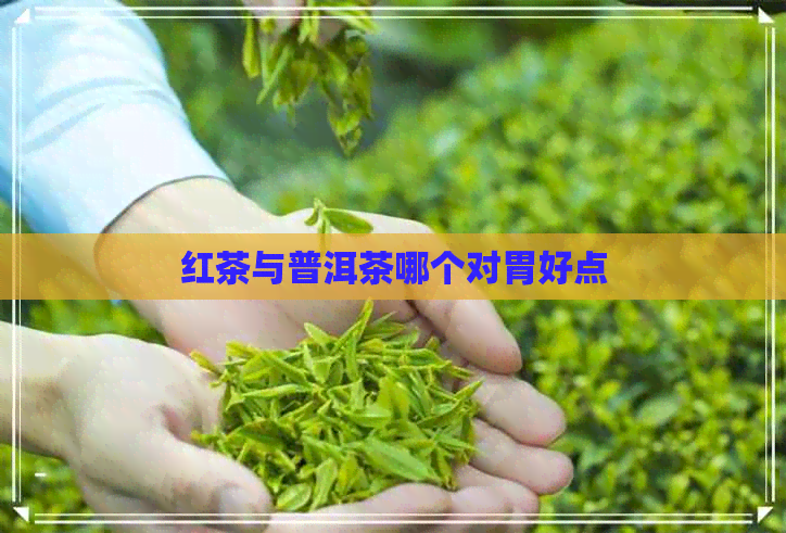 红茶与普洱茶哪个对胃好点