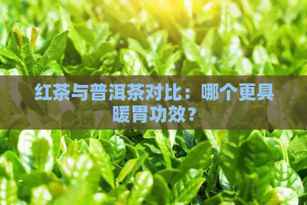 红茶与普洱茶对比：哪个更具暖胃功效？