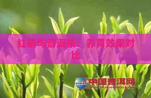 红茶与普洱茶：养胃效果对比