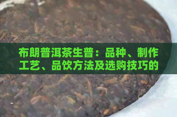 布朗普洱茶生普：品种、制作工艺、品饮方法及选购技巧的全面解析