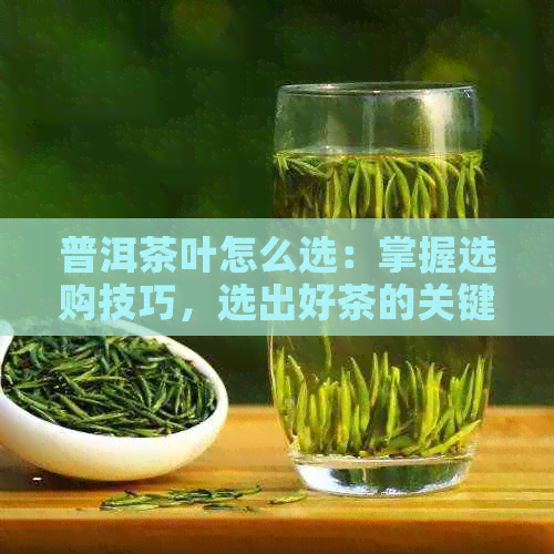 普洱茶叶怎么选：掌握选购技巧，选出好茶的关键！