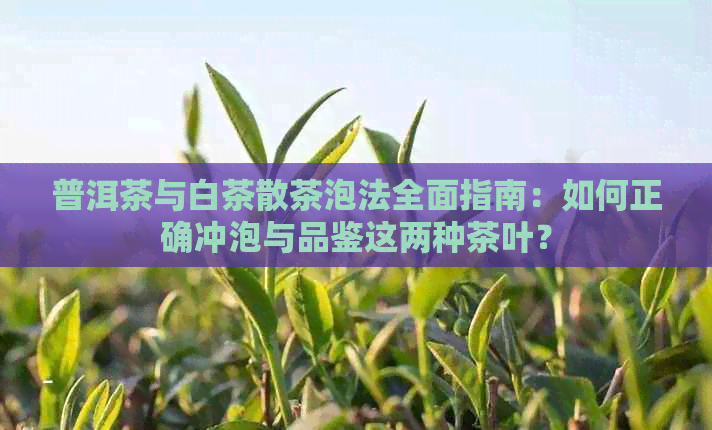 普洱茶与白茶散茶泡法全面指南：如何正确冲泡与品鉴这两种茶叶？