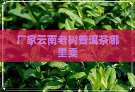 厂家云南老树普洱茶哪里卖