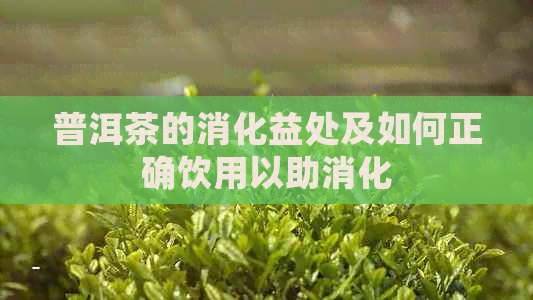 普洱茶的消化益处及如何正确饮用以助消化