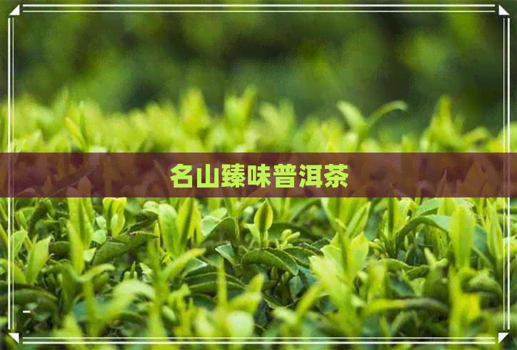 名山臻味普洱茶