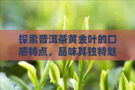 探索普洱茶黄金叶的口感特点，品味其独特魅力与风味