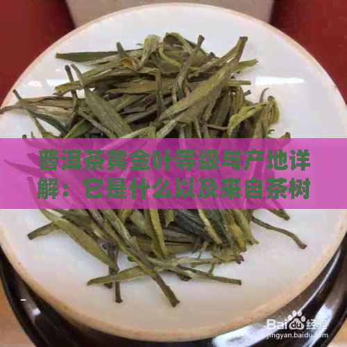 普洱茶黄金叶等级与产地详解：它是什么以及来自茶树的哪个位置？