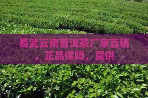 易武云南普洱茶厂家直销，正品保障，直供