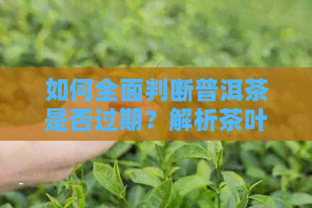 如何全面判断普洱茶是否过期？解析茶叶变质的六大迹象，让你轻松鉴别好坏！