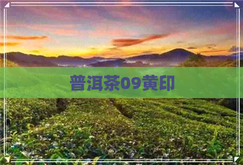 普洱茶09黄印