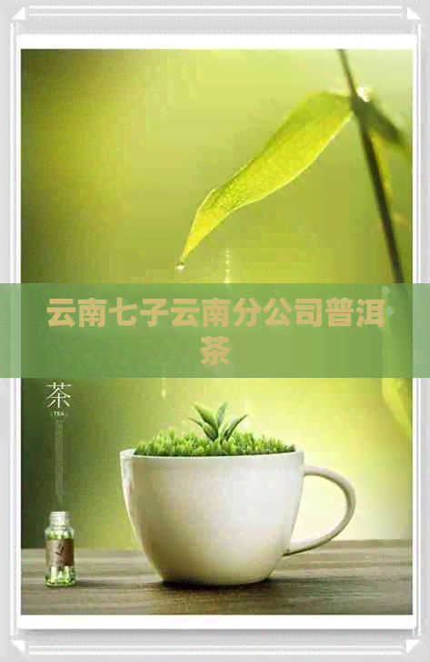 云南七子云南分公司普洱茶