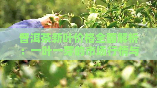 普洱茶新叶价格全面解析：一叶一芽的市场行情与影响因素