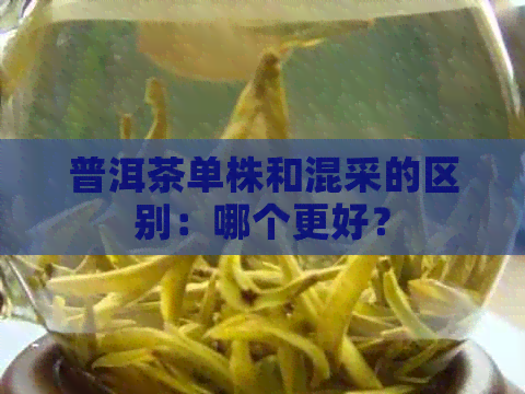 普洱茶单株和混采的区别：哪个更好？