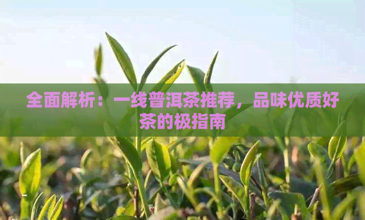 全面解析：一线普洱茶推荐，品味优质好茶的极指南