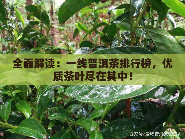 全面解读：一线普洱茶排行榜，优质茶叶尽在其中！