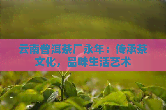 云南普洱茶厂永年：传承茶文化，品味生活艺术