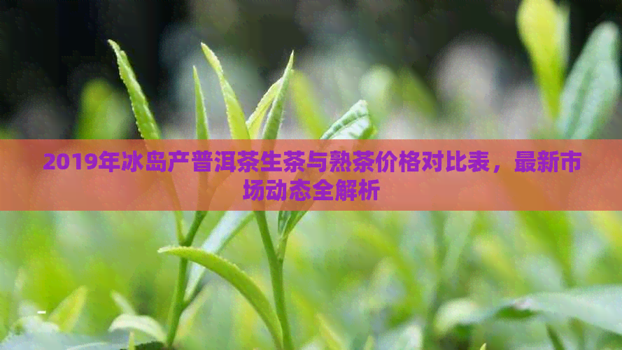 2019年冰岛产普洱茶生茶与熟茶价格对比表，最新市场动态全解析