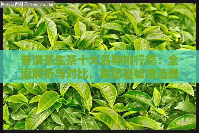 普洱茶生茶十大品种排行榜：全面解析与对比，助您轻松挑选最适合的茶叶