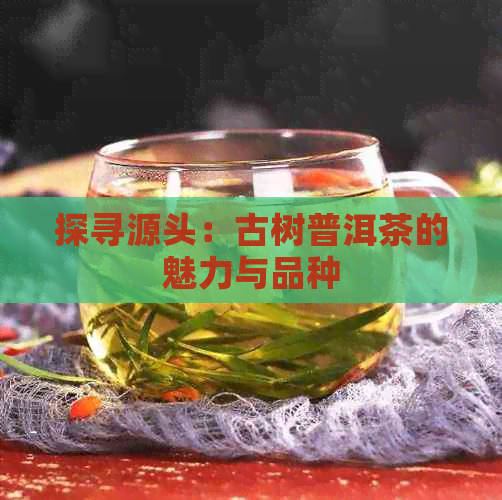 探寻源头：古树普洱茶的魅力与品种