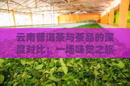 云南普洱茶与茶品的深度对比：一场味觉之旅