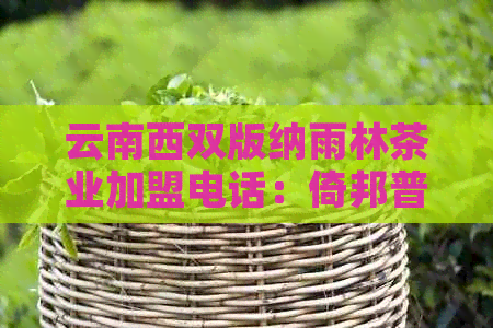 云南西双版纳雨林茶业加盟电话：倚邦普洱茶为您提供专业支持