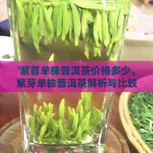 '紫首单株普洱茶价格多少，紫芽单株普洱茶解析与比较'