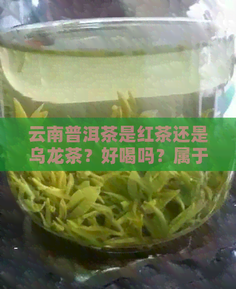 云南普洱茶是红茶还是乌龙茶？好喝吗？属于红茶、绿茶、黑茶还是白茶？