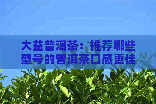 大益普洱茶：推荐哪些型号的普洱茶口感更佳？