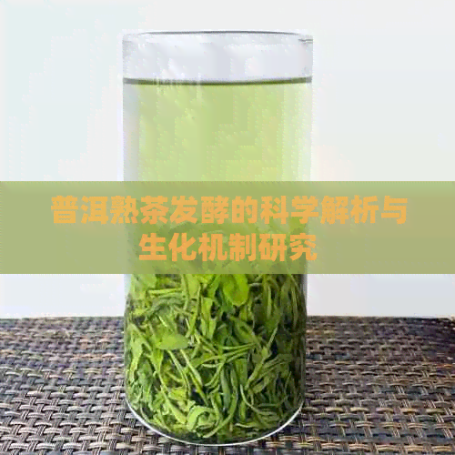 普洱熟茶发酵的科学解析与生化机制研究