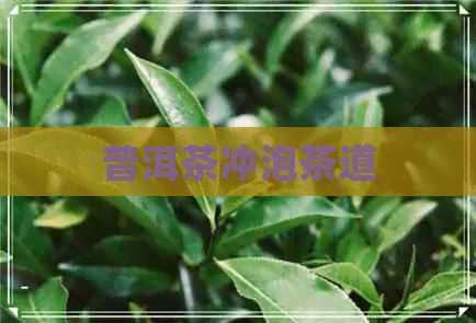 普洱茶冲泡茶道