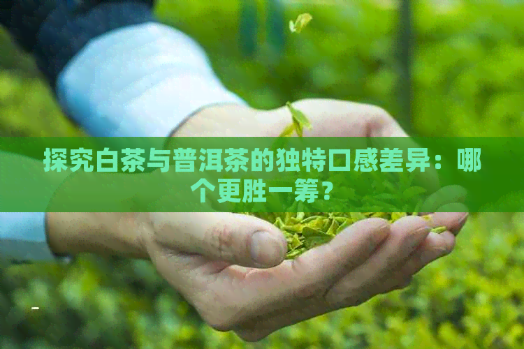 探究白茶与普洱茶的独特口感差异：哪个更胜一筹？