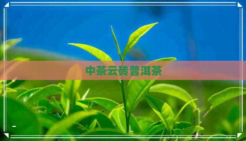 中茶云砖普洱茶