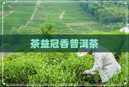 茶益冠香普洱茶