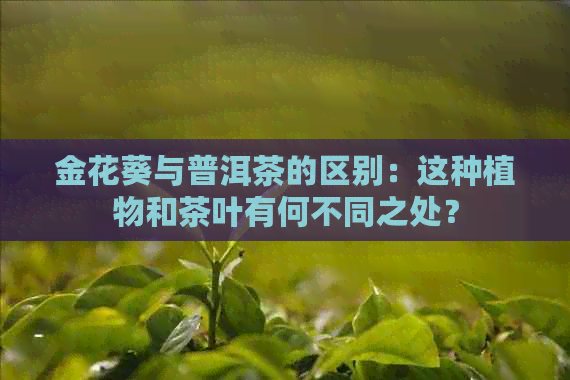 金花葵与普洱茶的区别：这种植物和茶叶有何不同之处？