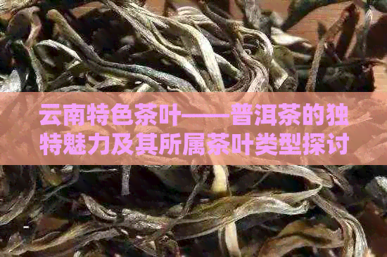 云南特色茶叶——普洱茶的独特魅力及其所属茶叶类型探讨