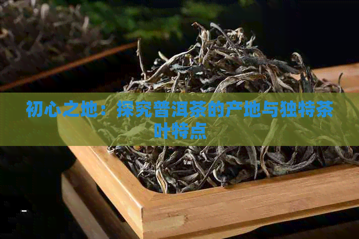 初心之地：探究普洱茶的产地与独特茶叶特点