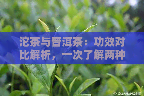 沱茶与普洱茶：功效对比解析，一次了解两种茶叶的不同之处