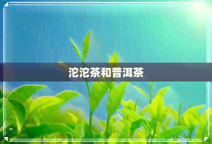 沱沱茶和普洱茶