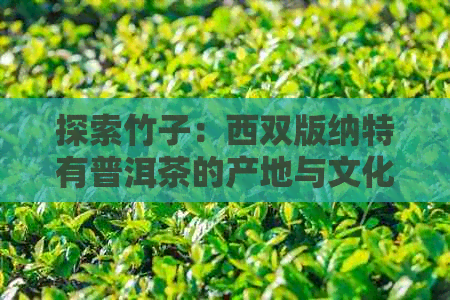 探索竹子：西双版纳特有普洱茶的产地与文化