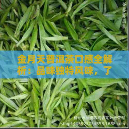 金月天普洱茶口感全解析：品味独特风味，了解品茗技巧与适宜搭配