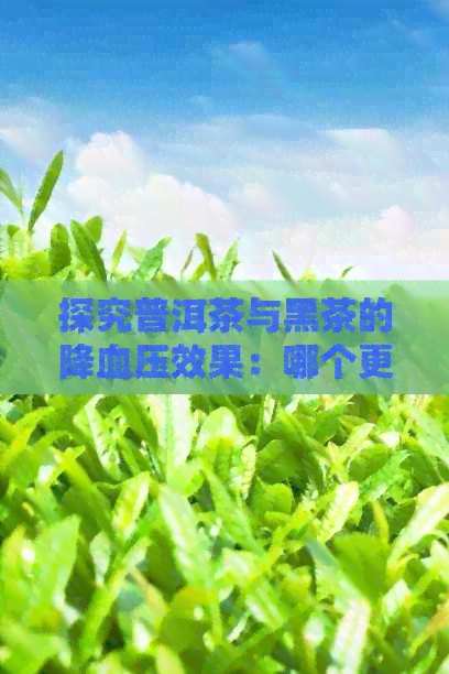 探究普洱茶与黑茶的降血压效果：哪个更胜一筹？