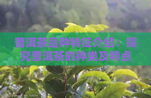 普洱茶品种特征介绍：探究普洱茶的种类及特点