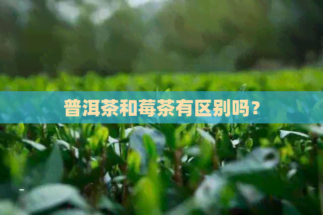 普洱茶和莓茶有区别吗？