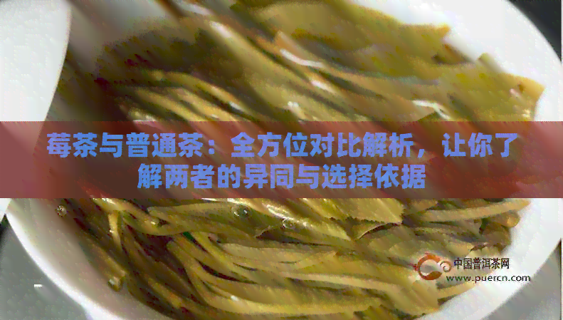 莓茶与普通茶：全方位对比解析，让你了解两者的异同与选择依据