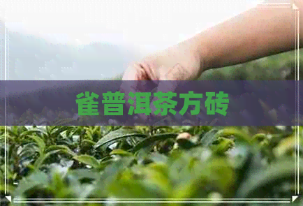 雀普洱茶方砖