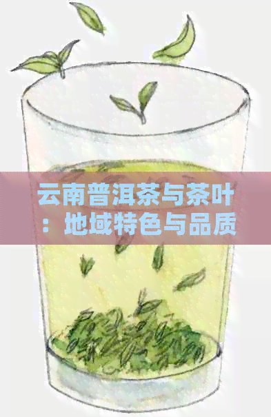 云南普洱茶与茶叶：地域特色与品质对比分析