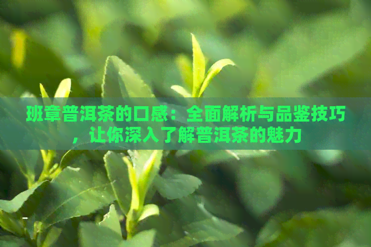 班章普洱茶的口感：全面解析与品鉴技巧，让你深入了解普洱茶的魅力